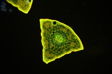 Fluoreszenzpräparate Sonderedition 4 Stück Kiefer Nr. 2