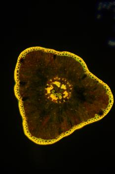 Fluoreszenzpräparate Sonderedition 4 Stück Kiefer Nr. 2