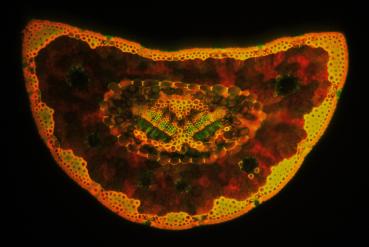 Sonderedition Fluoreszenzpräparate Kiefern 4Stück