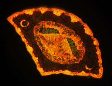 Sonderedition Fluoreszenzpräparate Kiefern 4Stück