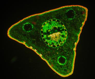 Sonderedition Fluoreszenzpräparate Kiefern 4Stück