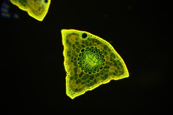 Fluoreszenzpräparate Sonderedition 4 Stück Kiefer Nr. 2