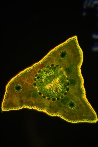 Fluoreszenzpräparate Sonderedition 4 Stück Kiefer Nr. 2