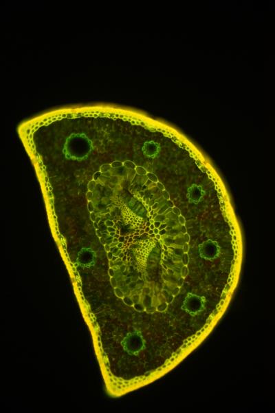 Fluoreszenzpräparate Sonderedition 4 Stück Kiefer Nr. 2