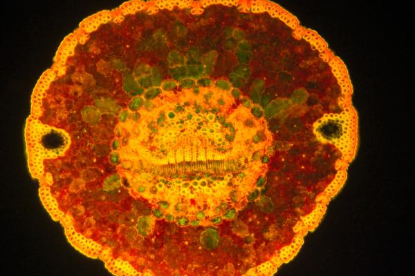 Sonderedition Fluoreszenzpräparate Kiefern 4Stück