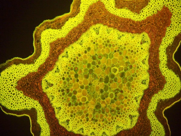 Berberitze Mikroskoppräparat